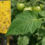 En bortglömd metod för att skydda tomater mot vita flygare som kommer att rensa bladen på bara ett par dagar en-bortglomd-metod-for-att-skydda-tomater-mot-vita-flygare.png