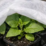 Hemligheten med att rädda aubergineplantor från att vissna i vårsolen hemligheten-med-att-radda-aubergineplantor-fran-att-vissna-i-varsolen.png