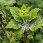 Hur man permanent förvisar bladlöss från kalamus på våren utan skadliga kemikalier hur-man-permanent-forvisar-bladloss-fran-kalamus-pa-varen-utan.png