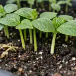 Rädda gurkaplantor från att gulna och tappa på en dag radda-gurkaplantor-fran-att-gulna-och-tappa-pa-en-dag.png