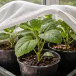 Spara aubergineplantor från vårsolen med en enkel metod spara-aubergineplantor-fran-varsolen-med-en-enkel-metod.png
