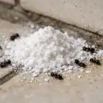 Vanlig bakpulver kommer att befria ditt hem från myror över natten vanlig-bakpulver-kommer-att-befria-ditt-hem-fran-myror-over.png